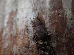 Arecopais spectabilis