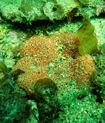 Polyandrocarpa lapidosa