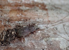 Arecopais spectabilis