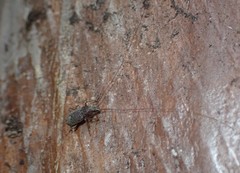 Arecopais spectabilis