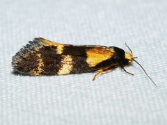 Cosmaresta archedora