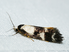 Cosmaresta archedora