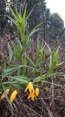 Gloriosa modesta