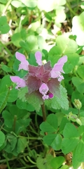 Lamium purpureum