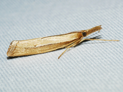 Hednota acontophora