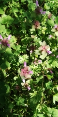 Lamium purpureum