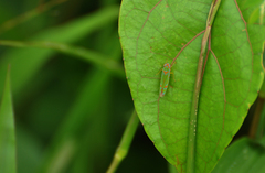 Graphocephala versuta