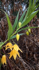 Gloriosa modesta