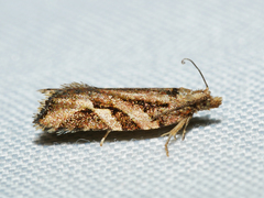 Tarachota hemicosmana