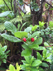 Vaccinium calycinum