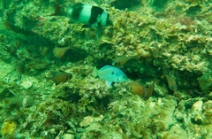 Nemadactylus valenciennesi