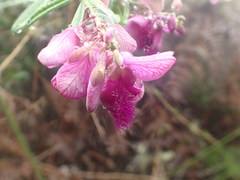 Polygala virgata