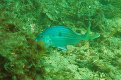 Nemadactylus valenciennesi