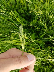 Bromus hordeaceus