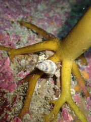 Buccinulum vittatum