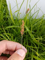 Alopecurus geniculatus