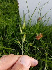 Bromus hordeaceus