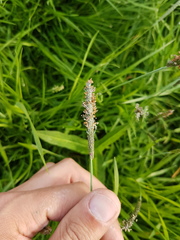 Alopecurus geniculatus