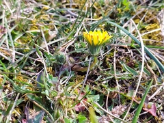 Taraxacum rubicundum