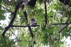 Glaucidium cuculoides