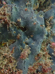 Psammocinia