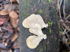 Favolus spatulatus