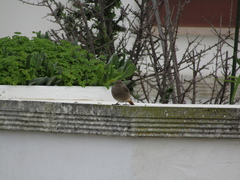 Phoenicurus ochruros