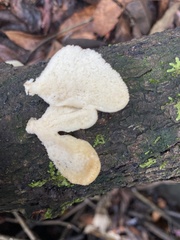 Favolus spatulatus
