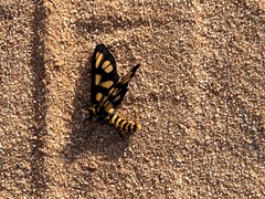 Amata xanthura