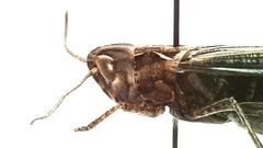 Chorthippus dubius