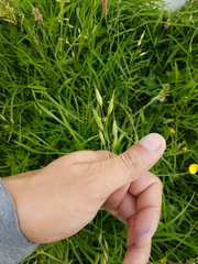 Bromus hordeaceus