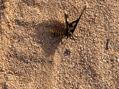 Amata xanthura