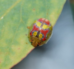Paropsisterna gloriosa