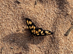 Amata xanthura