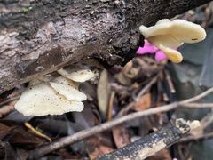 Favolus spatulatus