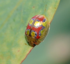 Paropsisterna gloriosa