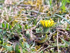 Taraxacum rubicundum