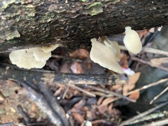 Favolus spatulatus