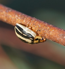 Paropsisterna insignita
