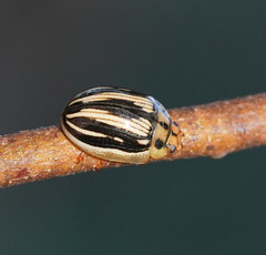 Paropsisterna insignita