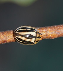 Paropsisterna insignita