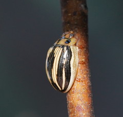 Paropsisterna insignita