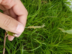 Alopecurus geniculatus