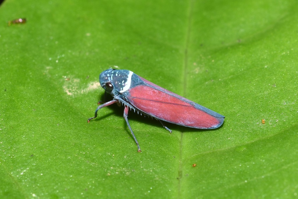 Graphocephala soluna