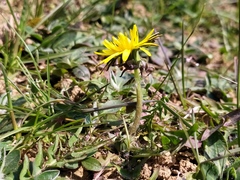 Taraxacum lacistophyllum