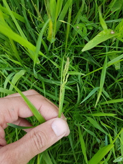 Poa trivialis