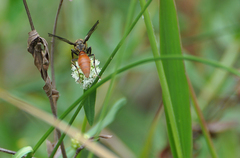 Montezumia dimidiata