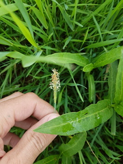 Alopecurus geniculatus