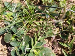 Taraxacum lacistophyllum