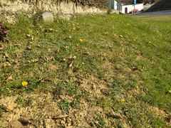 Taraxacum lacistophyllum